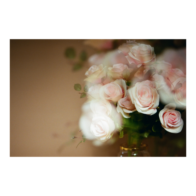 Roses on Film - Digital - Image 3