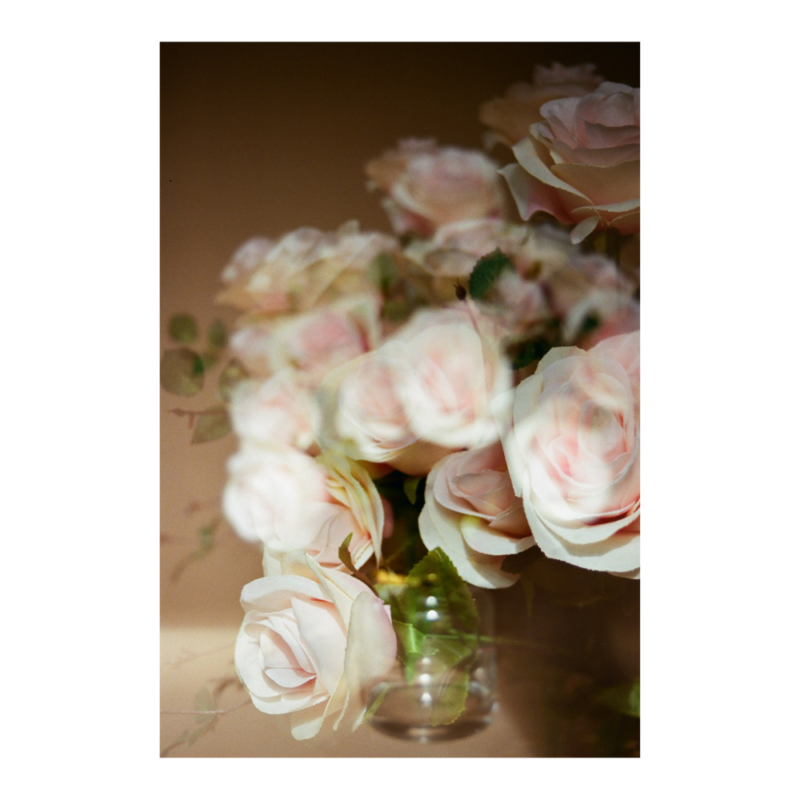 Roses on Film - Digital - Image 4