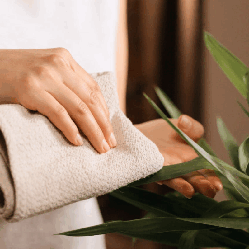 caring for plant to freshen house